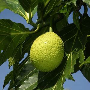 Breadfruit