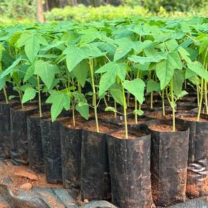 Papaya