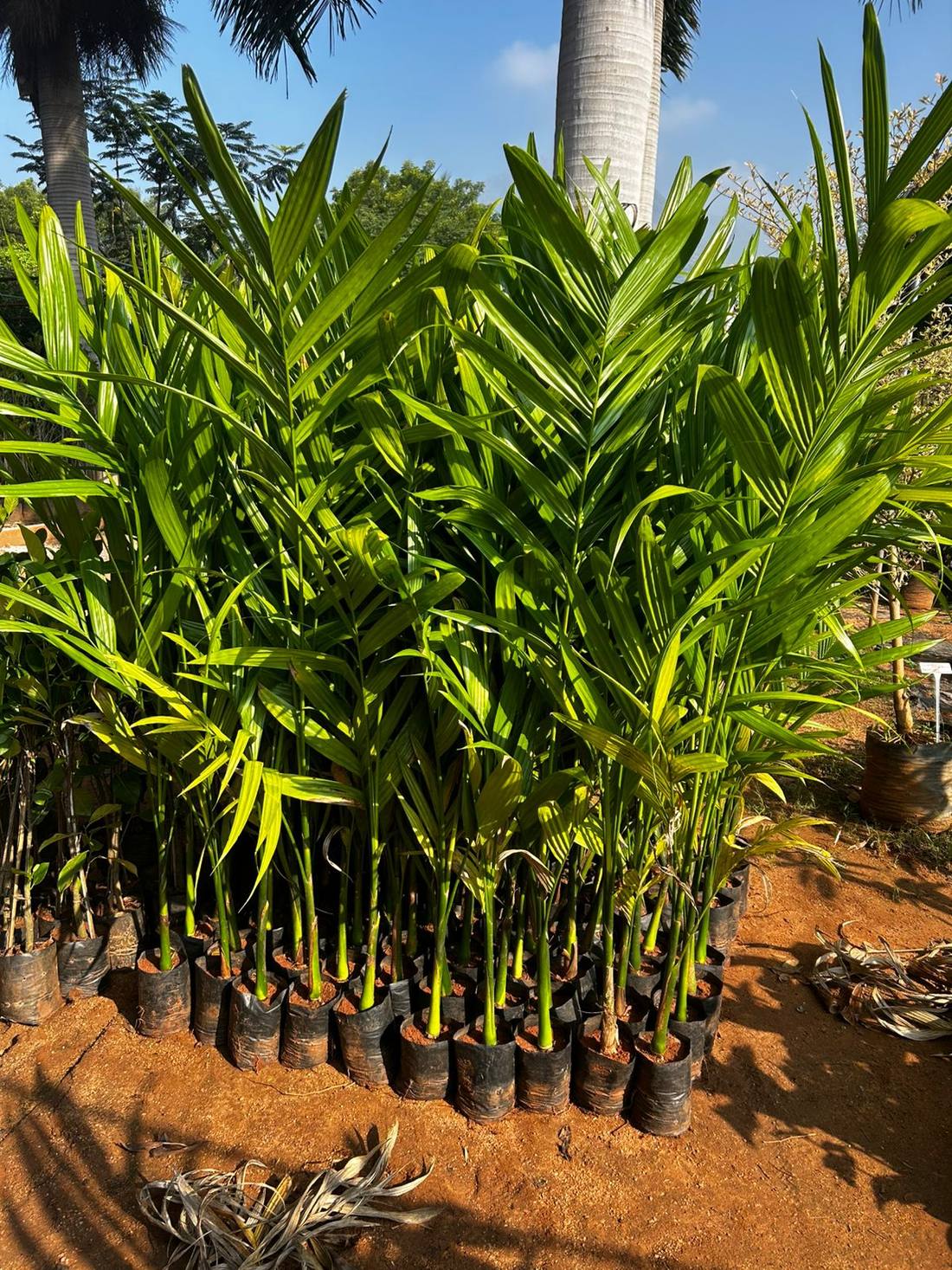 Rows of young palms growing on in the nursery beds