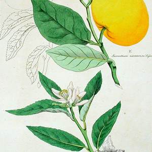 Sweet lime (Mosambi)