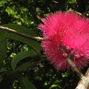 Malayan apple