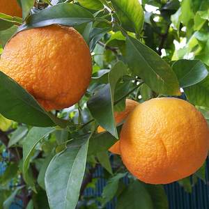 Sour orange / rough lime