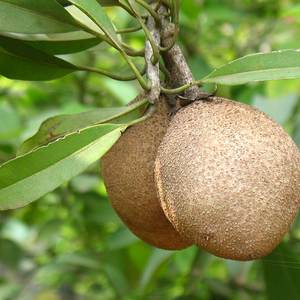 Sapota