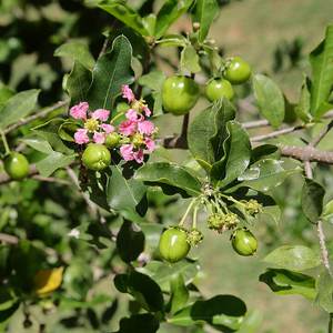 West Indies cherry