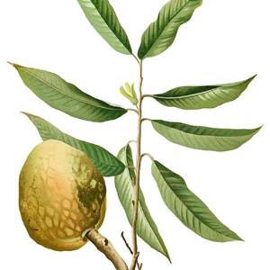 Ramphal