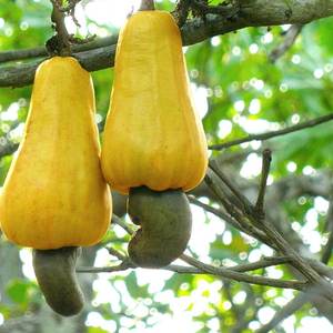 Cashew