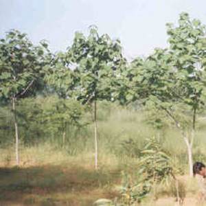 Kumil