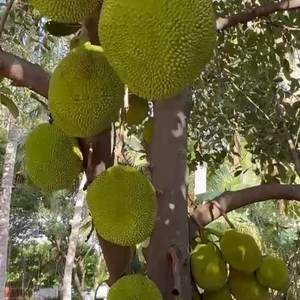 Jackfruit