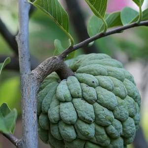 Custard apple