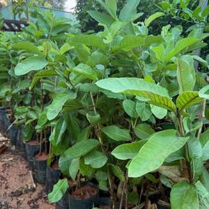 Guava