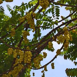Star gooseberry