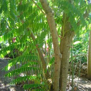 Bilimbi