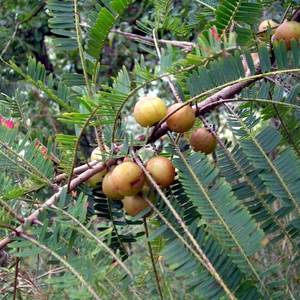 Amla