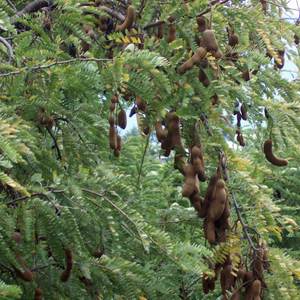 Tamarind