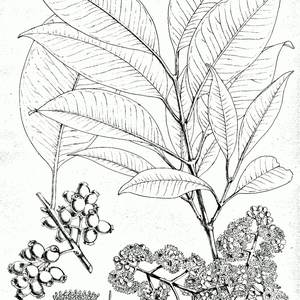Jamun / Naval