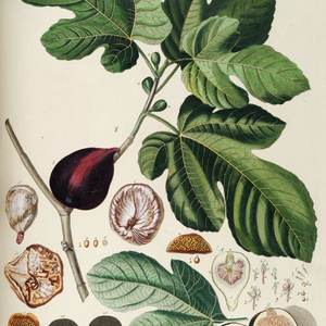 Fig