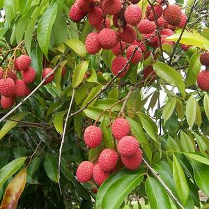 Litchi