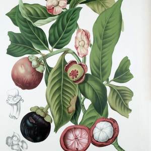 Mangosteen