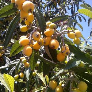 Loquat