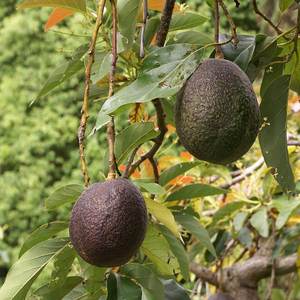 Avocado / butter fruit