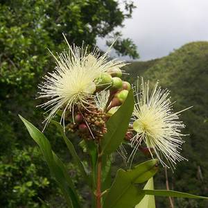 Rose apple