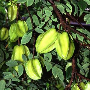 Star fruit / carambola