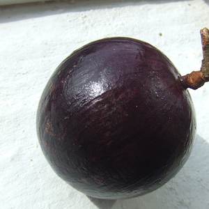 Star apple